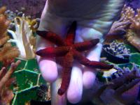 Звезда эxинастер лузонский  Echinaster lusonicus