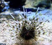 Еж диадема полосатый  Echinothrix calamaris