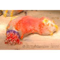 Голотурия морское яблоко  Pseudocolochirus tricolor (Paracucumaria tricolor)