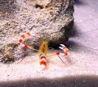 Креветка-боксер золотая  Stenopus scutellatus