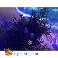 Каулерпа на камне (разноцветные) S