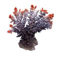 Коралл пластиковый REPLICA LIVE CORAL L200 x W110 x H190 мм коричнево-оранжевый