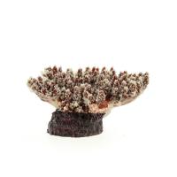 Коралл искусственный перламутровый 21*18*11