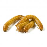 Мучной червь (личинка мучного хрущака) (1кг)  Tenerio molitor