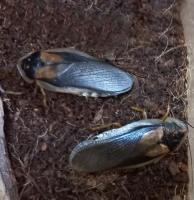 Таракан аргентинский  Blaptica dubia