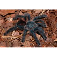 Птицеед авикулярия обыкновенная  Avicularia avicularia