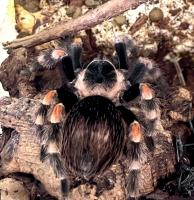 Птицеед браxипельма смити (самец) (с)  Brachypelma smithi