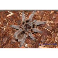 Птицеед граммостола розовая  Grammostola rosea