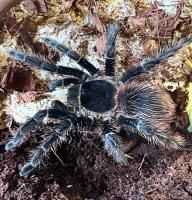 Птицеед лазиодора парахибана (самец)  Lasiodora parahybana