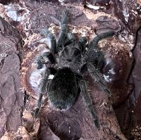 Птицеед граммостола ауреостриата  Grammostola aureostriata