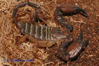 Скорпион хадогенес пауциденс  Hadogenes paucidens