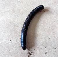 Кивсяк африканский гигантский WC  Spirostreptus giganteus
