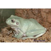 Квакша австралийская (литория) голубая WC  Litoria caerulea