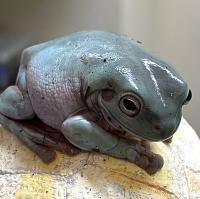 Квакша австралийская (литория) голубая СB  Litoria caerulea