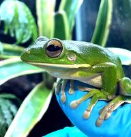 Квакша белогубая WC  Litoria infrafrenata