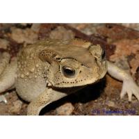 Жаба чернорубцовая СВ  Bufo melanostictus