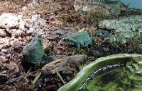 Жаба колорадская CB  Bufo alvarius