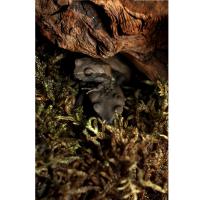 Жаба бурая  Rhaebo guttatus (Bufo guttata)