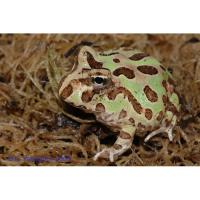 Рогатка Кранвелла green  (от 5 шт.)  Ceratophrys cranwelli