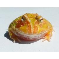 Рогатка Кранвелла albino  Ceratophrys cranwelli albino