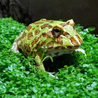 Рогатка Кранвелла green  Ceratophrys cranwelli green