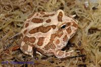 Рогатка Кранвелла brown  Ceratophrys cranwelli brown