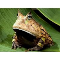 Рогатка амазонская СB  Ceratophrys cornuta