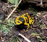 Древолаз священный (с)  Dendrobates leucomelas