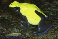 Древолаз пятнистый (с)  Dendrobates tinctorius