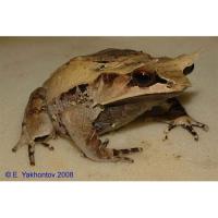 Рогатая чесночница носатая   Megophrys nasuta