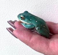 Веслоног зеленый гигантский  Polypedates (Rhacophorus) dennysii