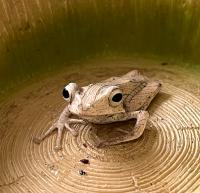 Веслоног костноголовый  Polypedates otilophus