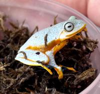 Летающая лягушка  Rhacophorus rhodopus