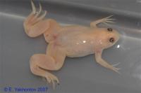 Лягушка шпорцевая  Xenopus laevis