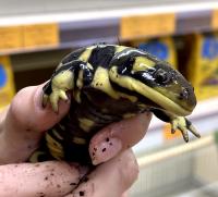 Амбистома тигровая западная СВ  Ambystoma tigrinum mavortium