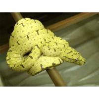 Питон зеленый  (с)  Morelia viridis