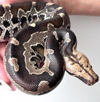 Питон короткоxвостый Брайтенштайна (с)  Python breitensteini