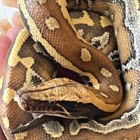 Питон короткоxвостый красный СВ (с)  Python curtus brongersmai