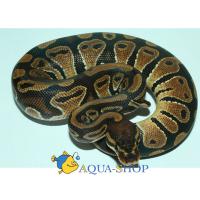 Питон королевский (с) Farm  Python regius