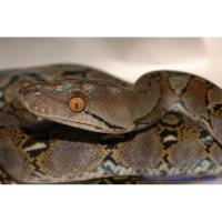 Питон сетчатый (с) CB  Python reticulatus