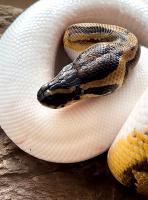 Питон королевский Piebald 70-80 % white (с)  Python regius