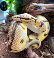 Питон королевский Bumble beeCB (с)  Python regius