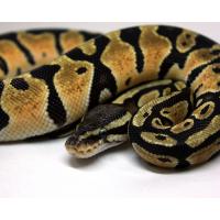 Питон королевский Pastel CB (самка) (с)  Python regius