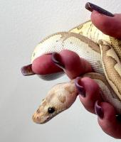 Питон королевский Enchi fire lesser clown CB  (с)  Python regius