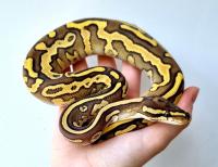 Питон королевский \"Pastel yb leopard\" CB (с) M