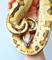 Питон королевский Vanilla cream CB (с)  Python regius