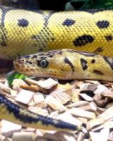 Питон королевский Pastel Clown CB(с)  Python regius