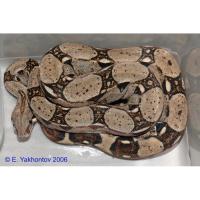Удав обыкновенный mix morph (от 5 шт) (с)  Boa constrictor