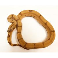 Удав обыкновенный Sunset (с)  Boa constrictor imperator Sunset