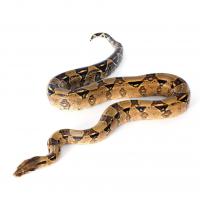 Удав обыкновенный (с) CB  Boa constrictor